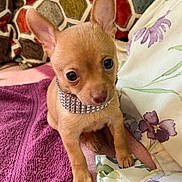 Titus joined the competition — help win amazing prizes! puppy, dog, chihuahua, small_dog, collar, bling, jewelry, towel, blanket, pillow, hexagon_pattern, floral_bedding, cute, big_eyes, ears, paws, sitting, indoor, portrait, pet