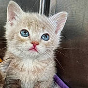 Nacho is registered to the contest to win money with this photo: adorable, background, blue_eyes, cat, closeup, cute, ears, feline, fur, indoor, kitten, looking_up, muzzle, pet, pink_nose, portrait, screen_pattern, soft_texture, whiskers, young