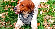 Oggy participe au concours pour gagner de l'argent avec cette photo : dog, grass, leaves, autumn, outdoor, pet, canine, harness, relaxed, nature, brown, white, speckled, animal, lying_down, daylight, fur, muzzle, ears, tongue