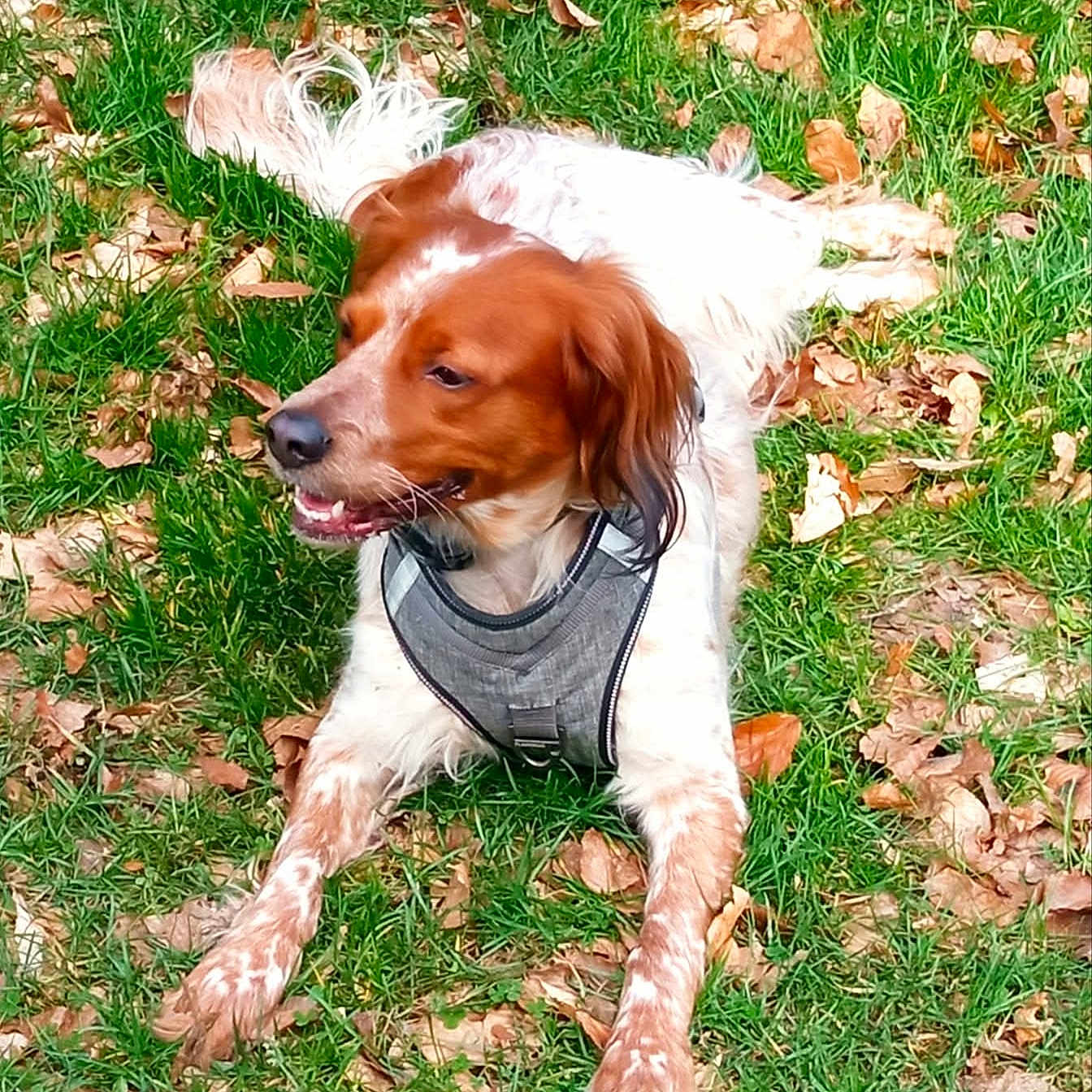 Oggy participe au concours pour gagner de l'argent avec cette photo : dog, grass, leaves, autumn, outdoor, pet, canine, harness, relaxed, nature, brown, white, speckled, animal, lying_down, daylight, fur, muzzle, ears, tongue
