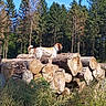 Oggy a rejoint le concours — aidez-le/la à gagner de superbes lots ! dog, logs, forest, trees, outdoor, nature, sunlight, wood, canine, animal, greenery, sky, daytime, fur, collar, standing, branches, plants, bark, woods