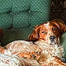 dog, pets, couch, indoor, relaxed, brown_fur, white_fur, patterned_fabric, furniture, companion, resting, looking, animal, living_room, domestic, cozy, two_dogs, friendly, calm, home