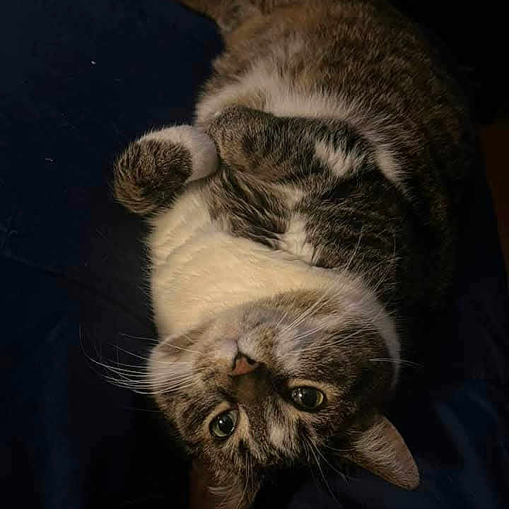 Chunkatha Aka Chunk is registered to the contest to win money with this photo: abyssinian, angora, animal, brasssection, cat, couch, egyptiancat, furniture, horn, kitten, manx, musicalinstrument, person, pet, siamese, sleeping