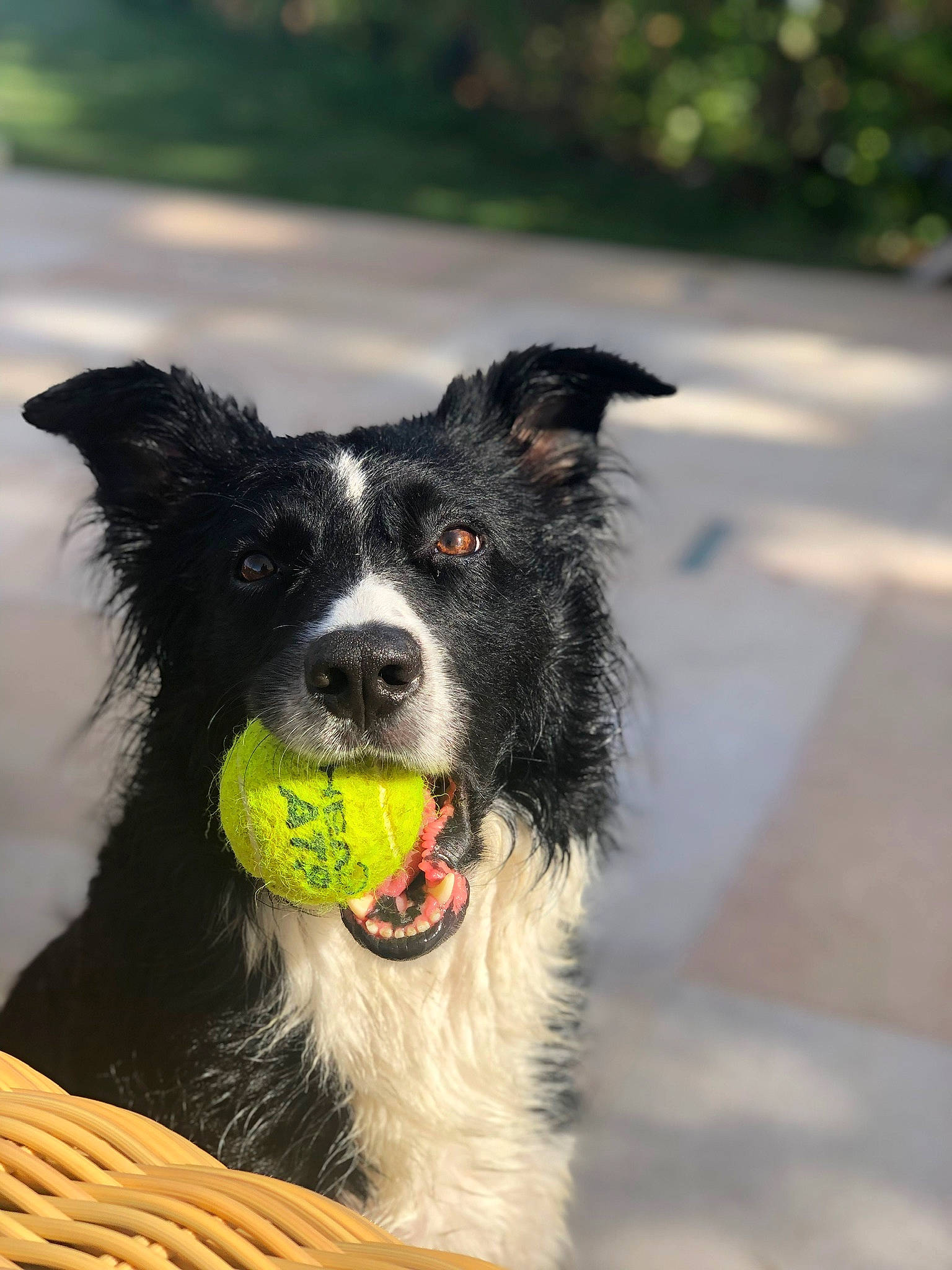 Jedi participe au concours pour gagner de l'argent avec cette photo : australian_collie, border_collie, canidae, carnivore, companion_dog, dog, dog_breed, english_shepherd, herding_dog, mammal, mcnab, rare_breed_dog, snout, sporting_group, stabyhoun, vertebrate, welsh_sheepdog, working_dog