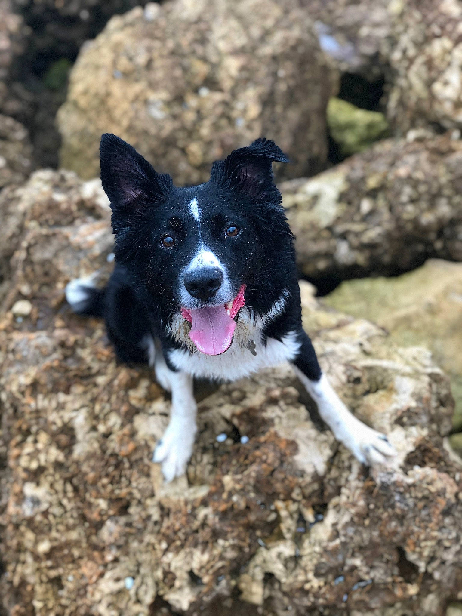 Jedi participe au concours pour gagner de l'argent avec cette photo : adventure, australian_collie, border_collie, canidae, carnivore, dog, dog_breed, herding_dog, karelian_bear_dog, mammal, mcnab, rare_breed_dog, russo_european_laika, sporting_group, stabyhoun, vertebrate, working_dog