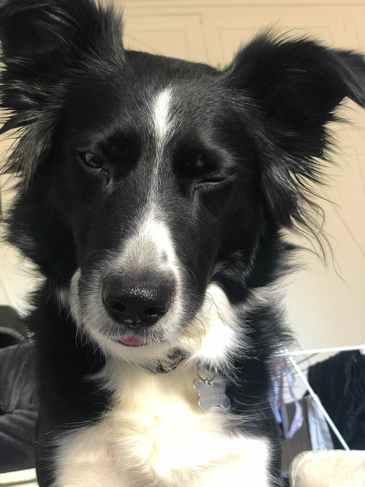 Jedi a rejoint le concours — aidez-le/la à gagner de superbes lots ! australian_collie, australian_shepherd, black_and_white, border_collie, canidae, carnivore, companion_dog, dog, dog_breed, english_shepherd, herding_dog, mammal, mcnab, rare_breed_dog, snout, sporting_group, stabyhoun, vertebrate, welsh_sheepdog, working_dog