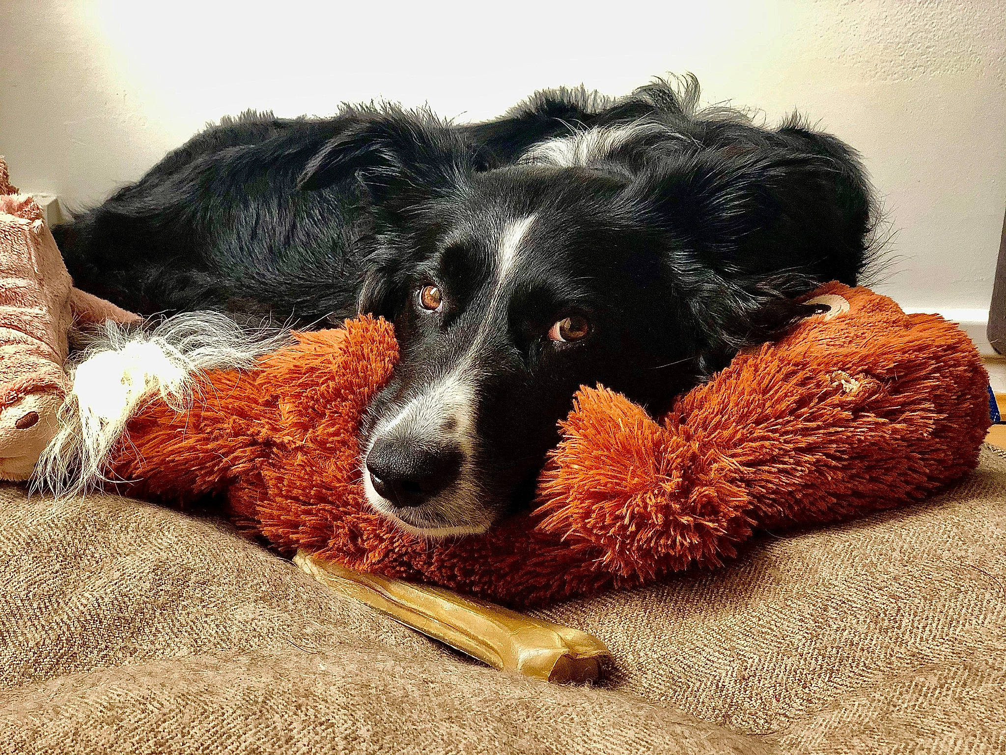 Jedi a rejoint le concours — aidez-le/la à gagner de superbes lots ! border_collie, canidae, carnivore, companion_dog, dog, dog_breed, fur, mammal, rare_breed_dog, snout, spaniel, sporting_group, stabyhoun