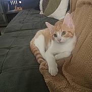 Leo is registered to the contest to win money with this photo: cat, kitten, orange_and_white, pet, animal, couch, sofa, blanket, cushion, living_room, indoors, sitting, lying_down, paws, tail, ears, whiskers, wide_eyes, relaxed, television
