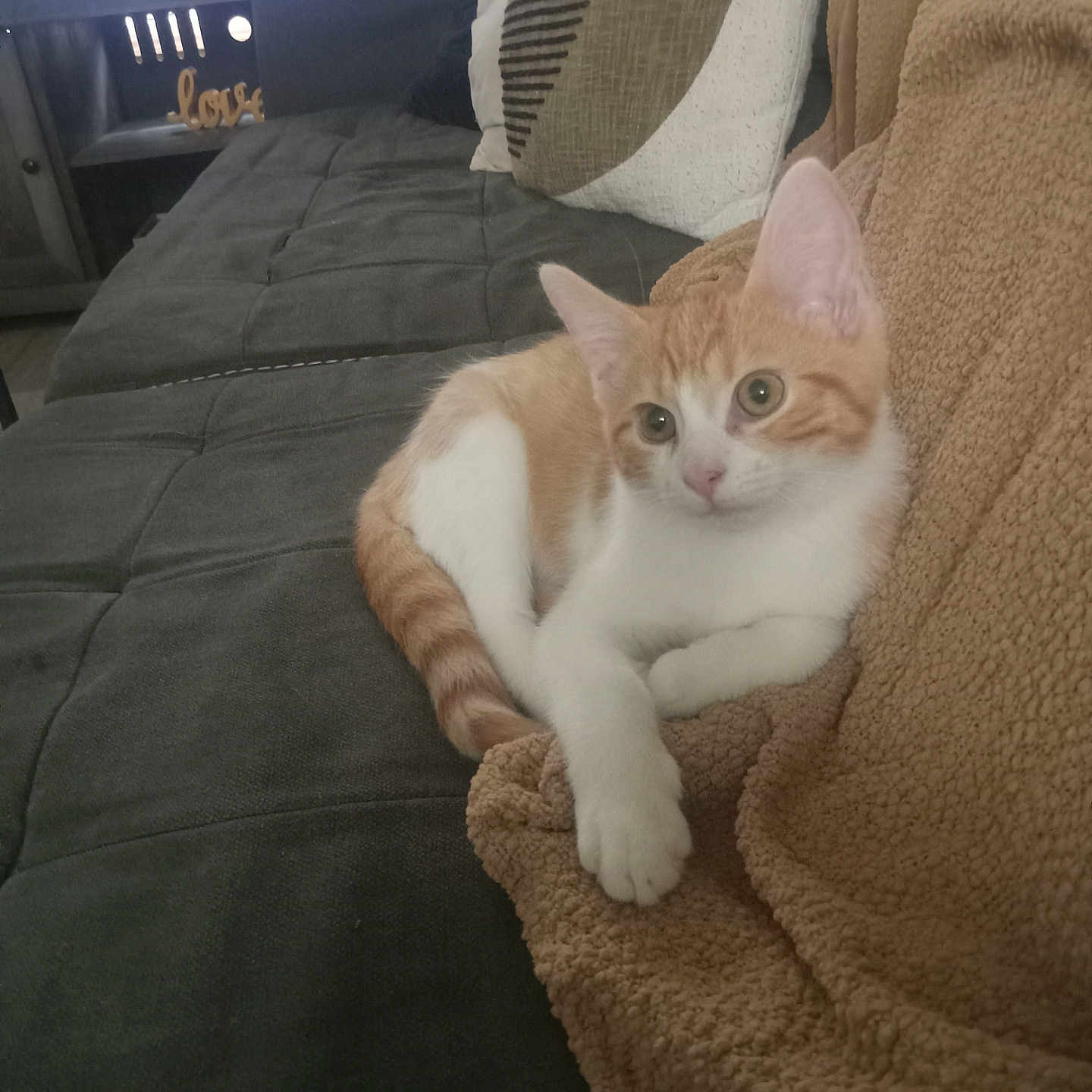 Leo is registered to the contest to win money with this photo: cat, kitten, orange_and_white, pet, animal, couch, sofa, blanket, cushion, living_room, indoors, sitting, lying_down, paws, tail, ears, whiskers, wide_eyes, relaxed, television