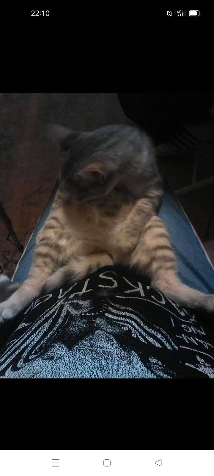 Pépite participe au concours pour gagner de l'argent avec cette photo : carnivore, cat, comfort, companion_dog, darkness, domestic_short_haired_cat, felidae, flash_photography, flooring, fur, grey, human_leg, linens, monochrome_photography, pattern, small_to_medium_sized_cats, snout, t_shirt, tail, whiskers