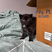 Noïte a rejoint le concours — aidez-le/la à gagner de superbes lots ! kitten, black_cat, blue_eyes, cardboard_box, bedspread, indoor, pet, young_animal, curious, feline, small, cute, animal, bedroom, soft_fabric, domestic_cat, playful, fur, whiskers, resting_place