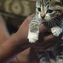 arm, blurred_background, cat, close_up, cozy, cute, domestic_cat, eyelashes, fur, hand, holding, indoor, kitten, paw, pet, portrait, shallow_depth_of_field, tabby, whiskers, white_paws