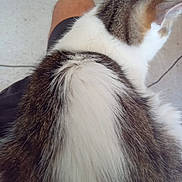 Caline participe au concours pour gagner de l'argent avec cette photo : cat, fur, lap, indoor, animal, pet, white, brown, black, tabby, back, sitting, floor, human_leg, home, cozy, quiet, relaxing, feline, domestic