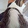 Caline