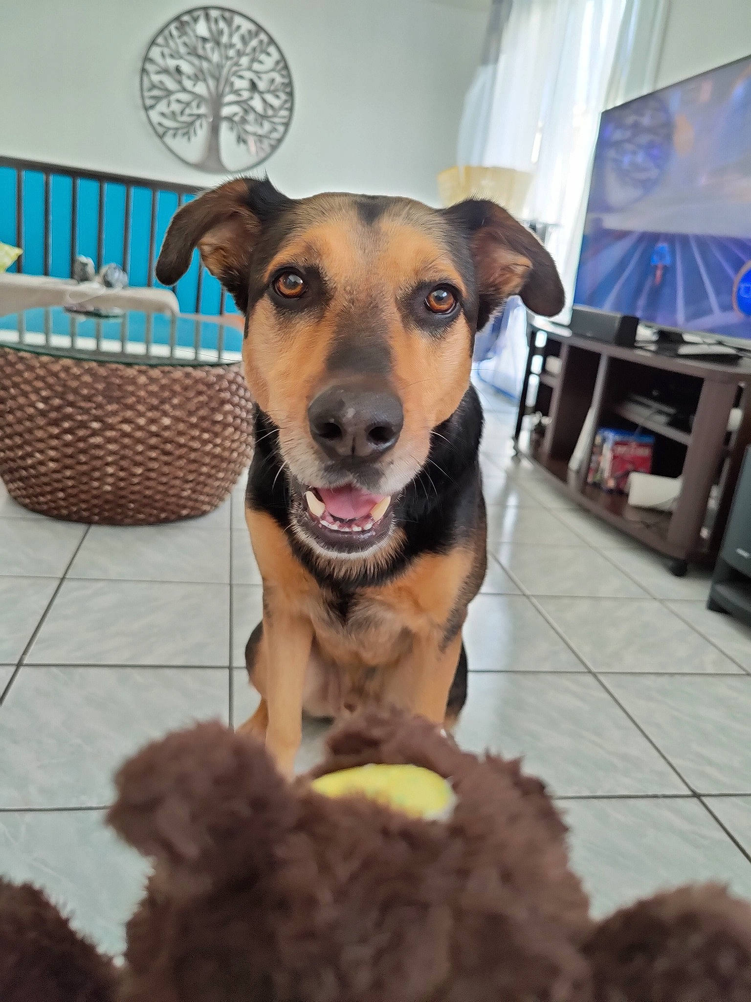 Lenny participe au concours pour gagner de l'argent avec cette photo : canidae, carnivore, chair, collar, companion_dog, dog, dog_breed, dog_collar, dog_supply, fawn, flooring, fur, furniture, leash, natural_material, outdoor_furniture, snout, table, television, working_animal