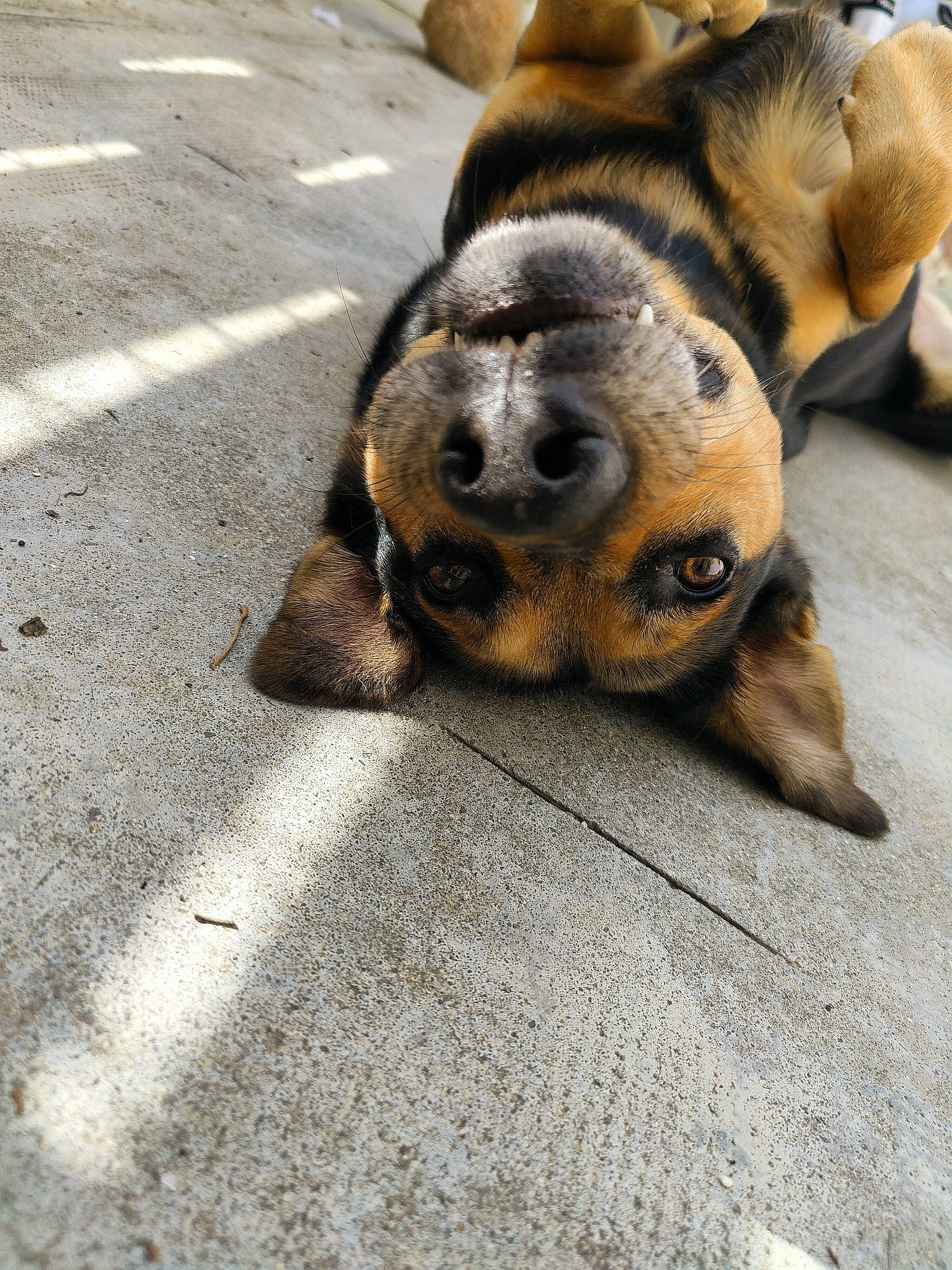 Lenny a rejoint le concours — aidez-le/la à gagner de superbes lots ! asphalt, canidae, carnivore, claw, companion_dog, concrete, dog, dog_breed, flooring, fur, grey, palm_tree, paw, road_surface, sidewalk, sporting_group, tar, terrestrial_animal, whiskers, wood