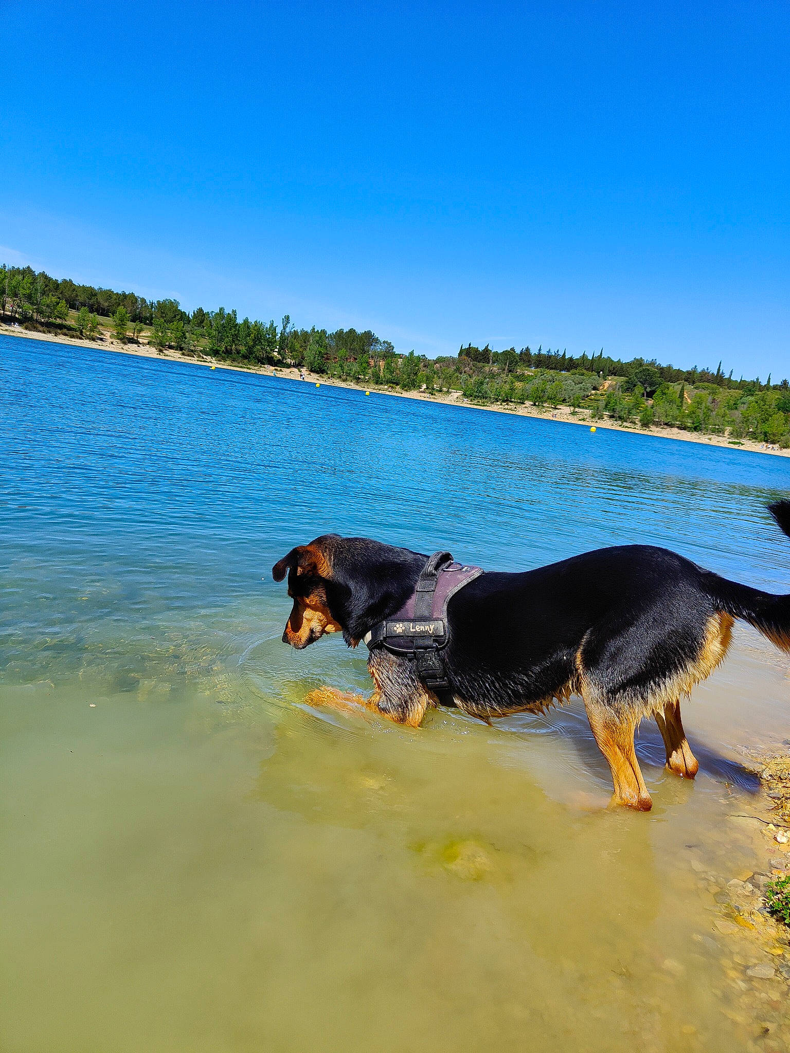 Lenny a rejoint le concours — aidez-le/la à gagner de superbes lots ! beach, carnivore, coast, coastal_and_oceanic_landforms, dog, dog_breed, fun, horizon, lake, landscape, leisure, ocean, sand, sky, sporting_group, tree, tropics, water, wind_wave, working_animal