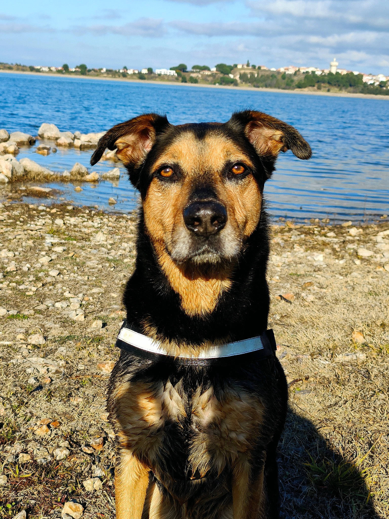 Lenny participe au concours pour gagner de l'argent avec cette photo : beach, canidae, carnivore, cloud, collar, companion_dog, dog, dog_breed, dog_collar, fawn, grass, lake, pet_supply, plant, rottweiler, sky, snout, sporting_group, water, working_animal