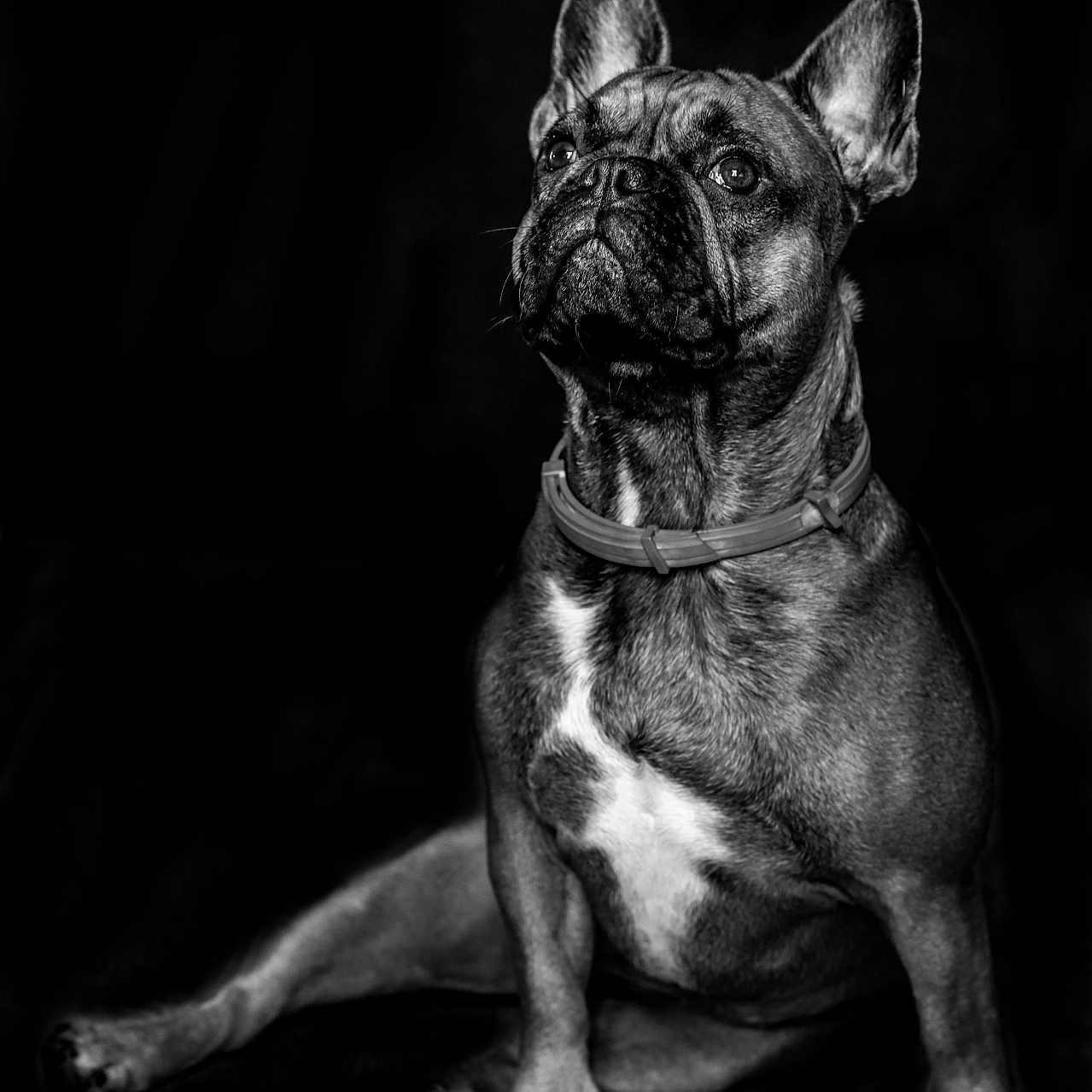 Vera participe au concours pour gagner de l'argent avec cette photo : dog, french_bulldog, black_and_white, portrait, pet, animal, canine, sitting, collar, fur, ears, face, muscular, studio, dark_background, monochrome, alert, looking_up, paw, pet_portrait