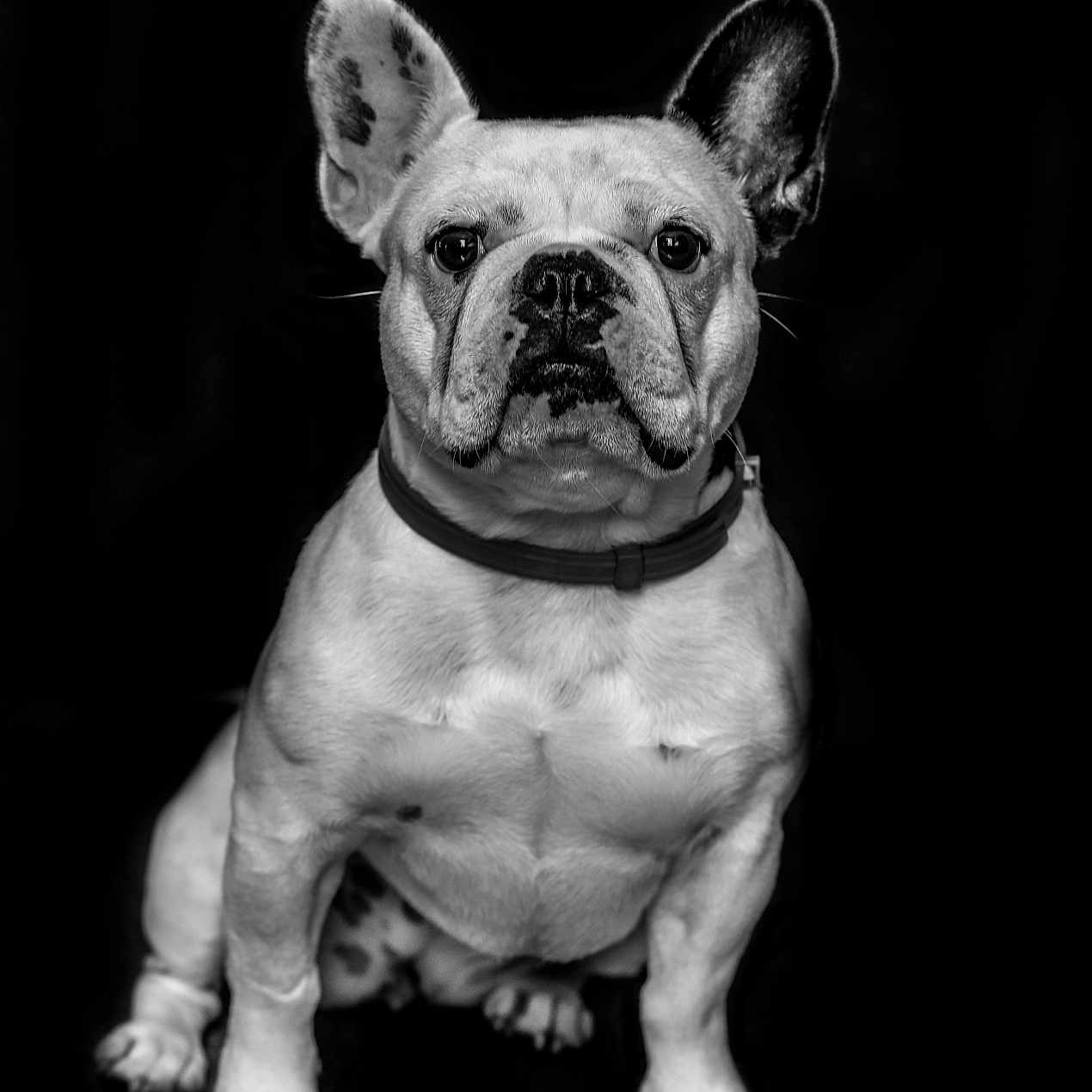 Tess a rejoint le concours — aidez-le/la à gagner de superbes lots ! dog, french_bulldog, pet, animal, portrait, black_background, ears, collar, sitting, fur, cute, mammal, domestic_animal, canine, face, whiskers, alert, studio_photo, monochrome, expression