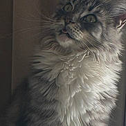 Ulyss a rejoint le concours — aidez-le/la à gagner de superbes lots ! cat, fluffy, long_hair, gray, white, pet, animal, whiskers, portrait, indoor, feline, close_up, cute, soft_light, muzzle, ears, curious, looking_away, domestic_cat, furry