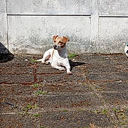 Cookie a rejoint le concours — aidez-le/la à gagner de superbes lots ! animal, brown_and_white, canine, concrete_wall, daytime, dog, ground, leisure, moss, nature, outdoor, pavement, pet, quiet, relaxed, resting, shadow, sunlight, urban, watchful