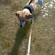 Cookie a rejoint le concours — aidez-le/la à gagner de superbes lots ! dog, leash, water, shallow_water, sunlight, reflection, outdoor, nature, pet, canine, tan_and_white, curious, standing, water_surface, shadow, ripples, plants, daylight, animal, summer