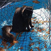 Oscar participe au concours pour gagner de l'argent avec cette photo : animal, black_cat, blue_tarp, cat, closeup, curious, daylight, domestic_animal, feline, food, fur, leaves, nature, outdoor, pet, quiet, shadow, sitting, sunlight, wire_cage