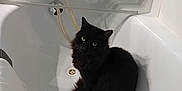 Oscar participe au concours pour gagner de l'argent avec cette photo : cat, black_cat, bathtub, bathroom, curious, fur, pet, animal, indoor, yellow_eyes, clean, white, cozy, relaxed, domestic, cute, feline, sitting, looking_up, shadow
