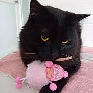 Oscar participe au concours pour gagner de l'argent avec cette photo : cat, black_cat, pet, animal, toy, doll, pink, blanket, indoor, closeup, fluffy, cute, cozy, resting, fur, whiskers, yellow_eyes, knitted_hat, pom_poms, soft_texture