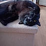 Oscar a rejoint le concours — aidez-le/la à gagner de superbes lots ! cat, black_cat, lying_down, upside_down, ottoman, furniture, indoor, wooden_floor, pet, playful, teeth, close_up, cozy, home, animal, whiskers, ears, fur, relaxed, yellow_eyes
