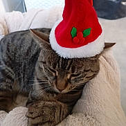 Nounouche participe au concours pour gagner de l'argent avec cette photo : cat, tabby_cat, santa_hat, christmas_hat, pet_bed, plush, sleeping, paws, whiskers, cozy, fur, domestic_cat, holiday, nap, portrait, indoor, closeup, stripes, resting, headwear