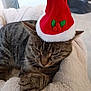 cat, tabby_cat, santa_hat, christmas_hat, pet_bed, plush, sleeping, paws, whiskers, cozy, fur, domestic_cat, holiday, nap, portrait, indoor, closeup, stripes, resting, headwear