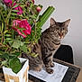 cat, tabby_cat, flowers, vase, roses, leaves, table, paperwork, indoor, pet, sitting, whiskers, eyes, chair, plant, home_interior, closeup, striped_fur, portrait, domestic_animal