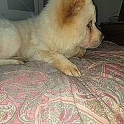 Talhia a rejoint le concours — aidez-le/la à gagner de superbes lots ! animal, bedspread, cozy, cute, dog, domestic_animal, fluffy, fur, furniture, indoor, light_color, looking, mammal, pattern, paw, pet, quiet, relaxed, resting, side_view