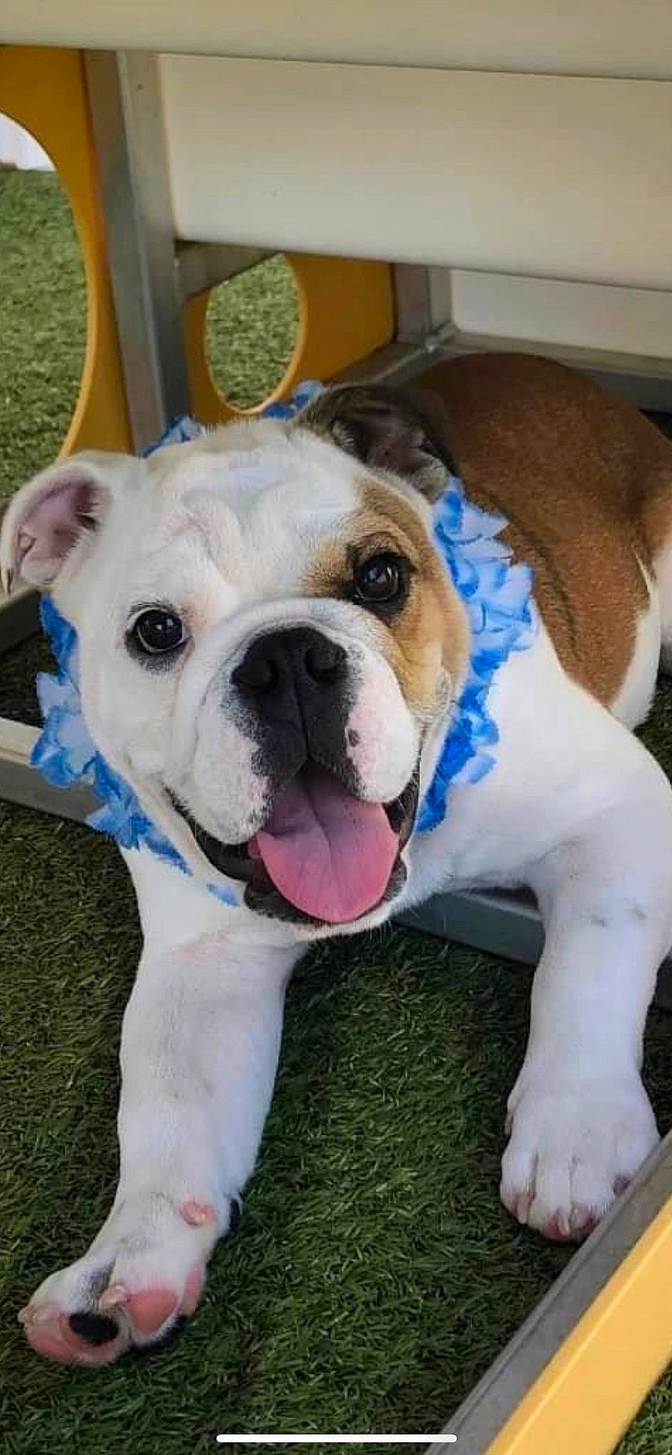 Joe is registered to the contest to win money with this photo: bulldog, canidae, carnivore, collar, companion_dog, couch, dog, dog_breed, dog_collar, fawn, flooring, grass, non_sporting_group, old_english_bulldog, paw, snout, sporting_group, working_animal, working_dog, wrinkle