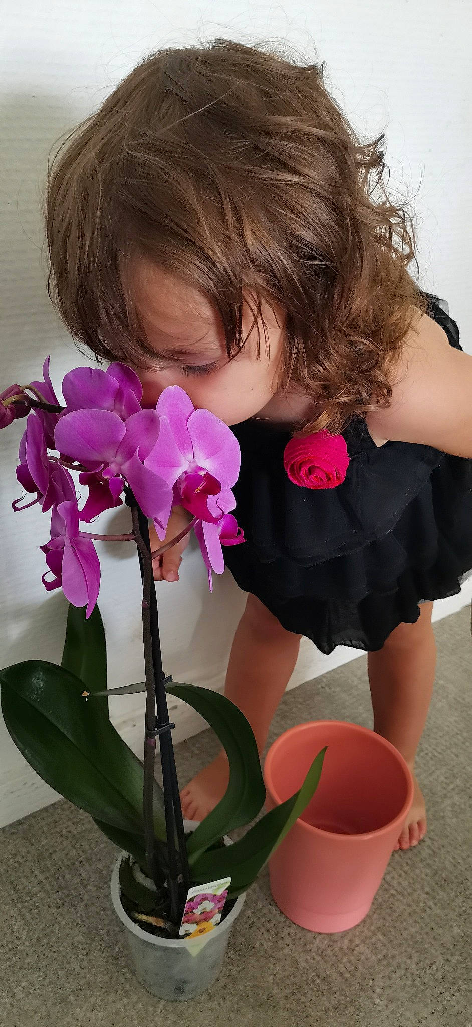 Elona a rejoint le concours — aidez-le/la à gagner de superbes lots ! annual_plant, fashion_accessory, floristry, flower, flowering_plant, human_leg, magenta, moth_orchid, orchids_of_the_philippines, pedicel, person, petal, pink, plant, plant_stem, purple, terrestrial_plant, thigh, toddler, violet