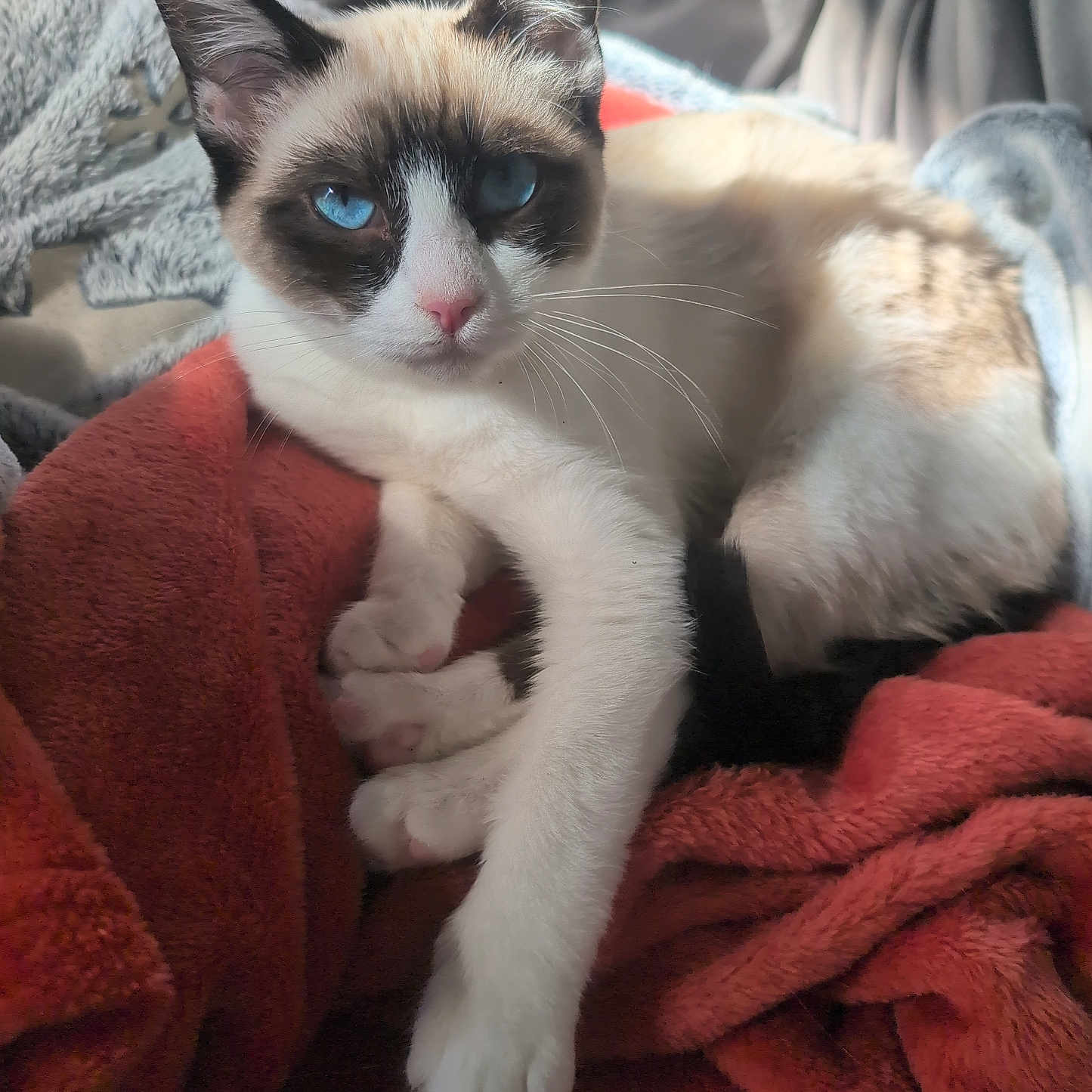 Kiara participe au concours pour gagner de l'argent avec cette photo : animal, blanket, blue_eyes, cat, close_up, comfort, cozy, cute, domestic, feline, fur, indoor, nap, paw, pet, relaxed, resting, soft_light, warm, whiskers