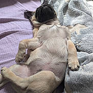 Max a rejoint le concours — aidez-le/la à gagner de superbes lots ! animal, bed, bedroom, belly_up, black_and_tan, blanket, cozy, cute, dog, fur, indoors, lying_down, paws, pet, photography, portrait, puppy, relaxed, sleeping, small_dog