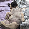 animal, bed, bedroom, belly_up, black_and_tan, blanket, cozy, cute, dog, fur, indoors, lying_down, paws, pet, photography, portrait, puppy, relaxed, sleeping, small_dog