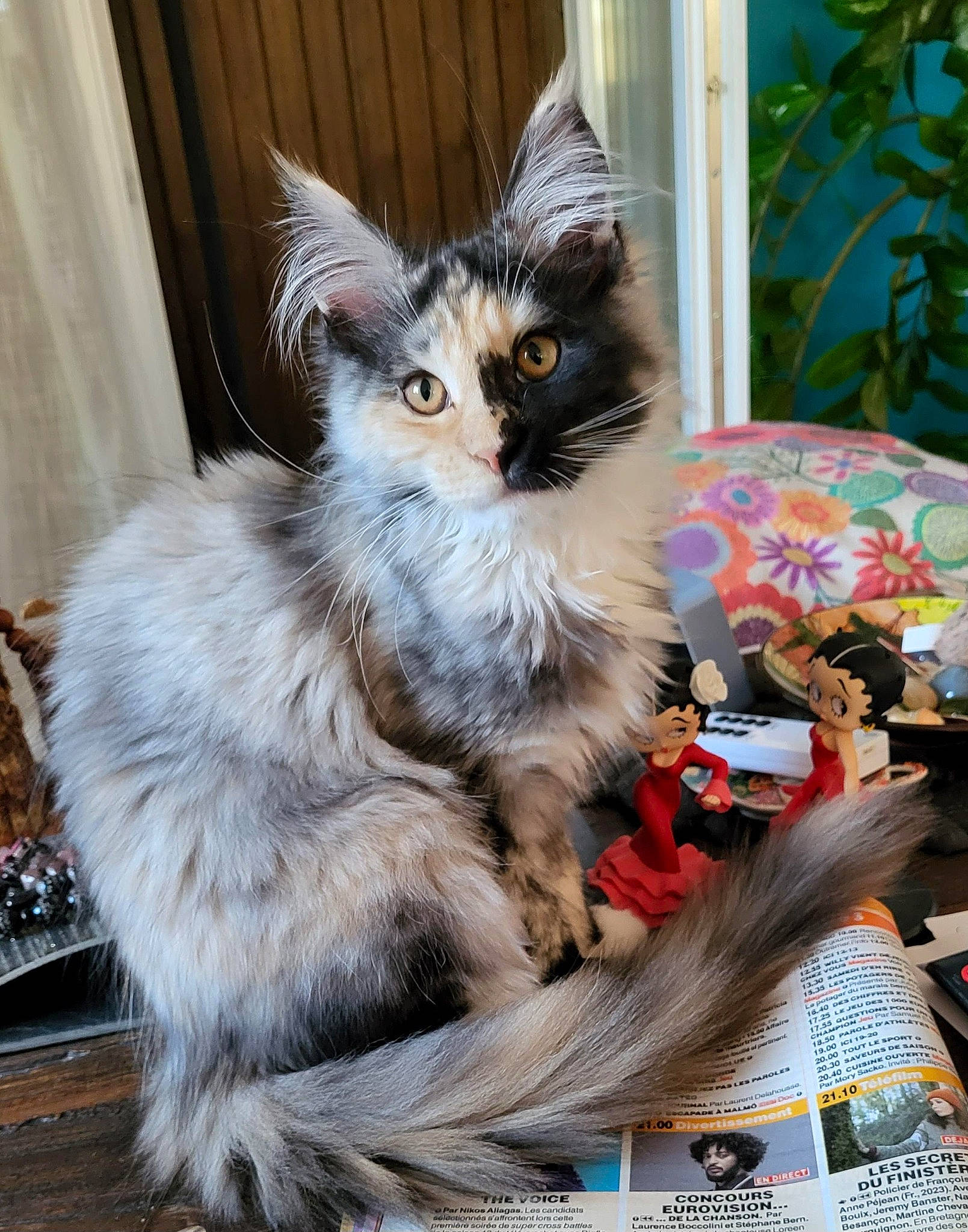 Zora participe au concours pour gagner de l'argent avec cette photo : box, british_longhair, carnivore, cat, claw, curtain, domestic_short_haired_cat, fawn, felidae, fur, iris, paw, plant, small_to_medium_sized_cats, snout, tail, terrestrial_animal, tree, whiskers, window