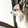 dog, pet, fluffy, window, side_view, natural_light, indoor, curtain, fur, closeup, looking_out, calm, animal, mammal, domestic_animal, portrait, thoughtful, whiskers, ears, nose