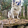 dog, fluffy, rock, outdoor, fence, greenery, nature, pet, animal, canine, fur, ears, snout, grass, wood, tree, leaf, collar, portrait, daylight