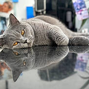 Uggy a rejoint le concours — aidez-le/la à gagner de superbes lots ! cat, gray_cat, amber_eyes, reflection, table, indoor, feline, relaxed, closeup, fur, pet, animal, whiskers, portrait, laying_down, soft_focus, domestic_cat, cute, calm, resting