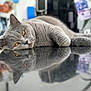 cat, gray_cat, amber_eyes, reflection, table, indoor, feline, relaxed, closeup, fur, pet, animal, whiskers, portrait, laying_down, soft_focus, domestic_cat, cute, calm, resting