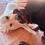 Tyron a rejoint le concours — aidez-le/la à gagner de superbes lots ! dog, white_dog, black_dog, playful, pets, floor, tile_floor, animal, close_up, interaction, canine, paw, mouth, friendship, domestic_animal, fur, ears, snout, outdoor, companions