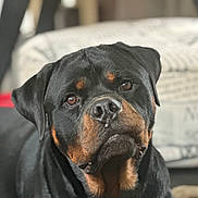 Tyron a rejoint le concours — aidez-le/la à gagner de superbes lots ! dog, rottweiler, pet, animal, indoor, portrait, closeup, black, brown, fur, canine, face, eyes, nose, expression, looking, background_blur, domestic, mammal, companion