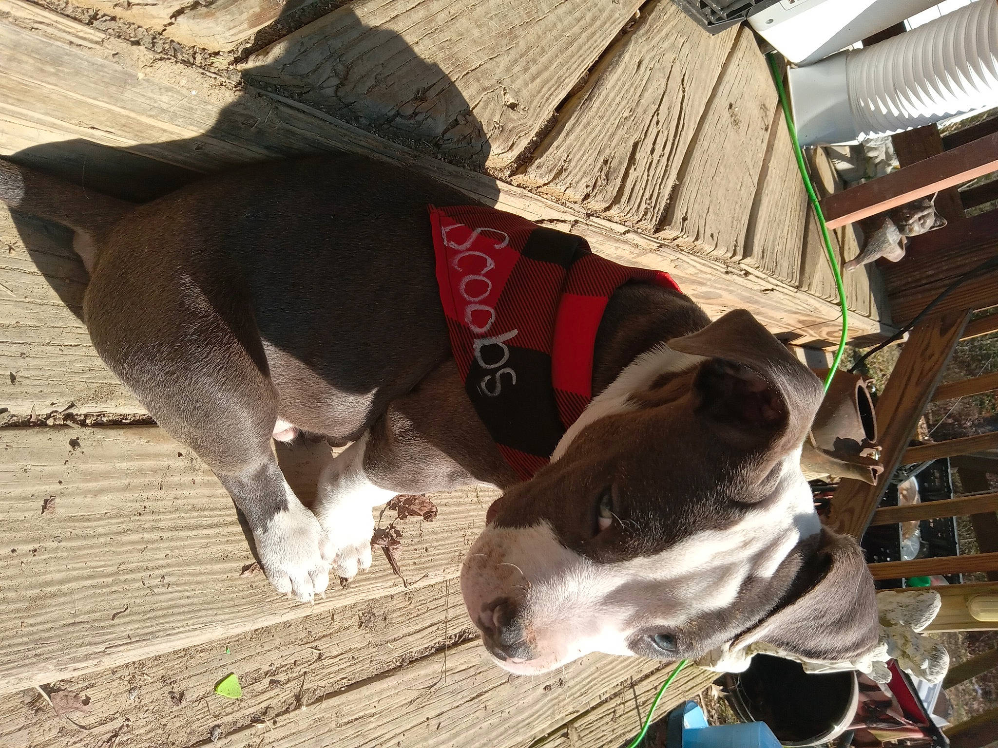 Scooby joined the competition — help win amazing prizes! canidae, carnivore, collar, companion_dog, dairy, dog, dog_breed, fawn, mammal, non_sporting_group, snout, sporting_group, terrestrial_animal, whiskers, wood, working_animal