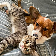 Ola participe au concours pour gagner de l'argent avec cette photo : cat, dog, tabby_cat, brown_dog, pet, snuggling, bed, striped_bedspread, fur, animal_companions, resting, cute, domestic_animals, closeup, indoor, cozy, friendship, stretching, curious_eyes, gentle