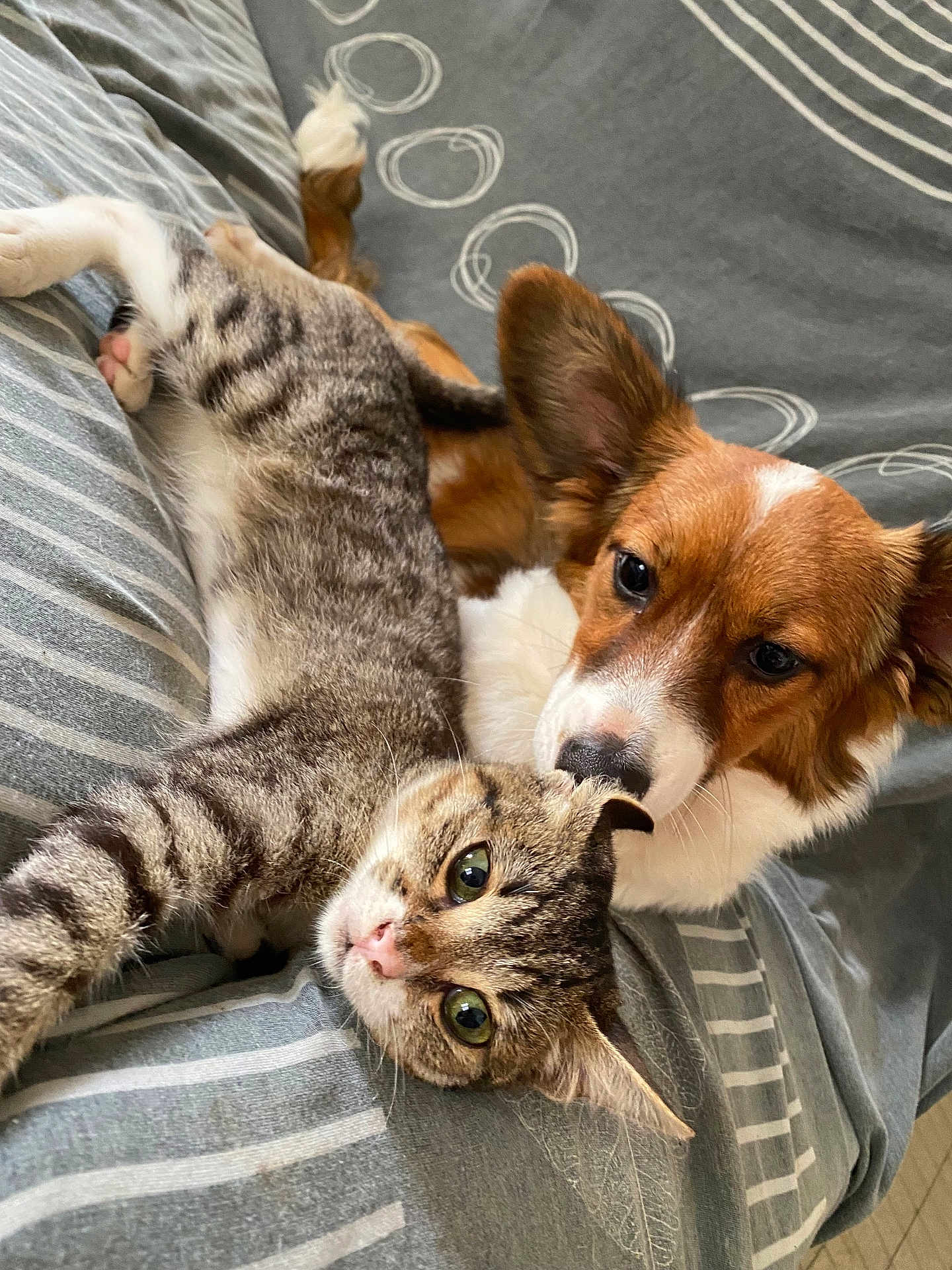 Ola participe au concours pour gagner de l'argent avec cette photo : cat, dog, tabby_cat, brown_dog, pet, snuggling, bed, striped_bedspread, fur, animal_companions, resting, cute, domestic_animals, closeup, indoor, cozy, friendship, stretching, curious_eyes, gentle